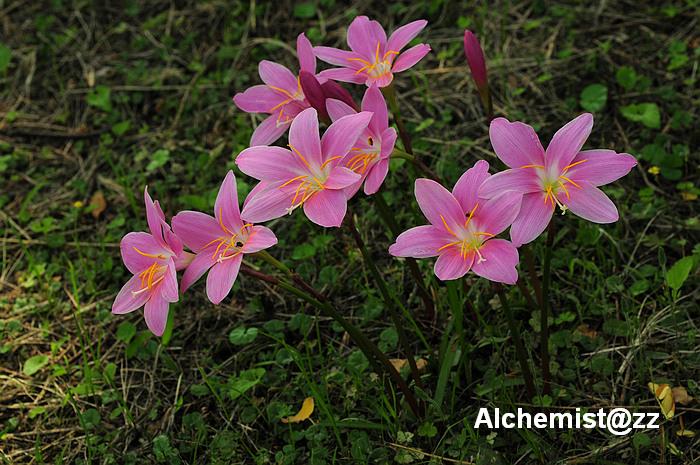 Zephyranthes Grandiflora